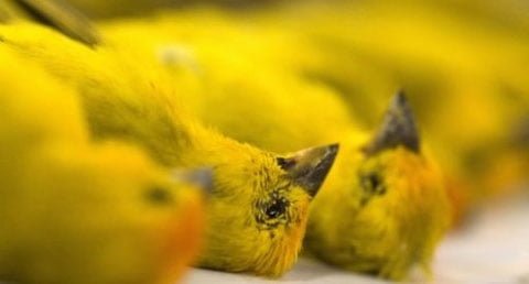canary-keeled-over