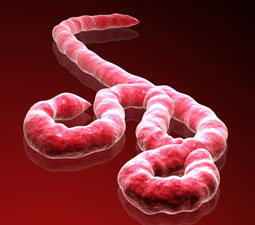 ebola-isis-3