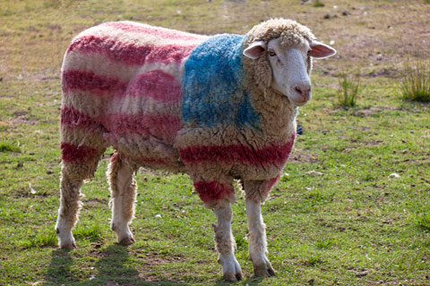 america-sheep