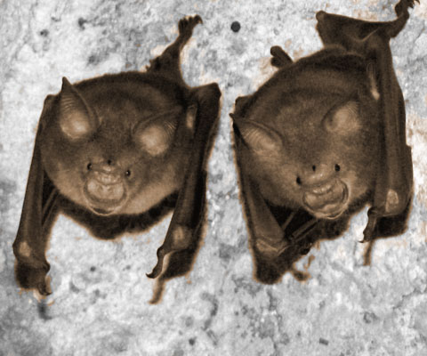 bat-human-coronavirus