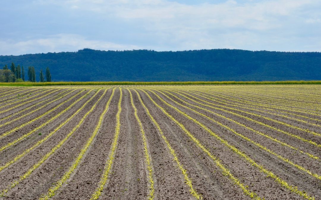 “It’s A Disaster Like I’ve Never Seen Before”: 2019 Could Be The Worst Year EVER For U.S. Corn Farmers