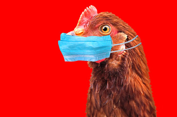 Scientists Concerned Bird Flu Is Moving Is “Slow Motion”