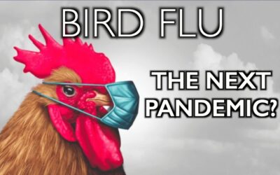 Scientists: The Risk of a Bird Flu Pandemic Is Rising