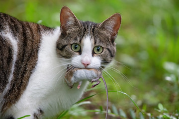 USDA Finds More H5N1 Avian Flu Infections In Cats And Mice